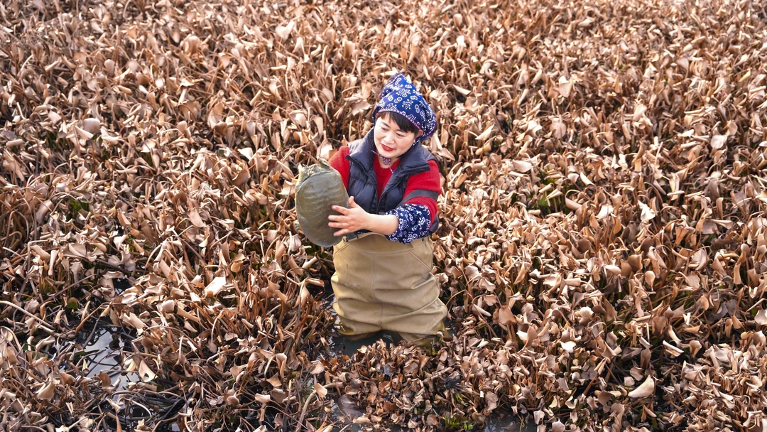 直播间一物一拍的甲鱼