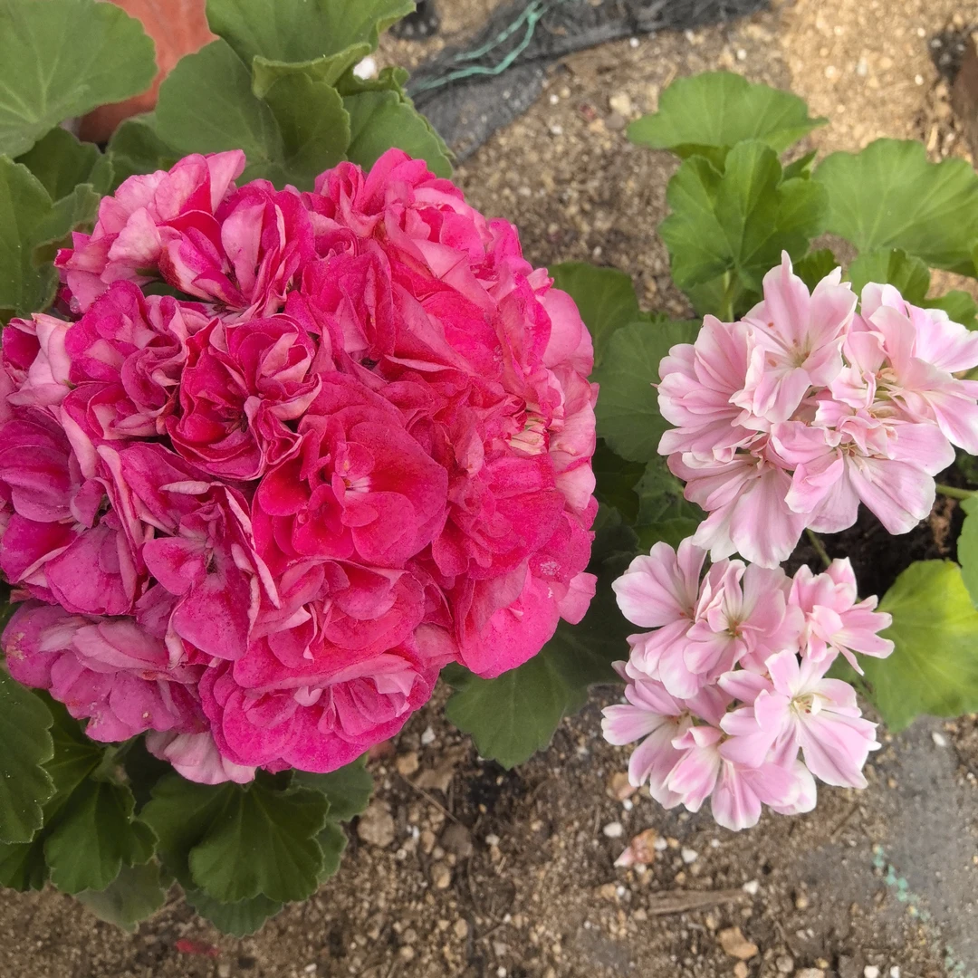 【罗莎琳达(一代苗)+童话故事(一代苗)】2颗天竺葵组合(包对版)