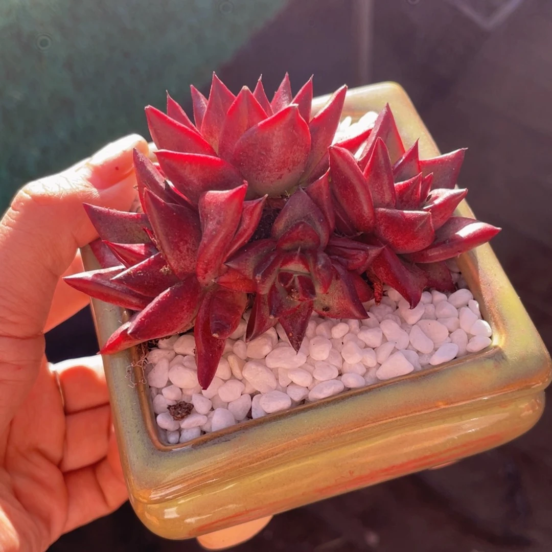 萝****多肉植物盆栽多肉