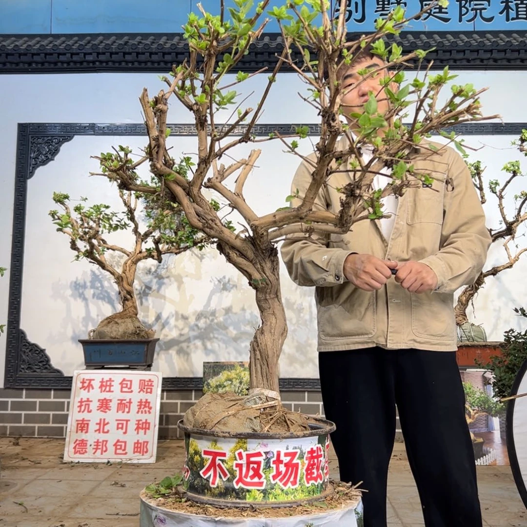 无花朵金银花开花12512555