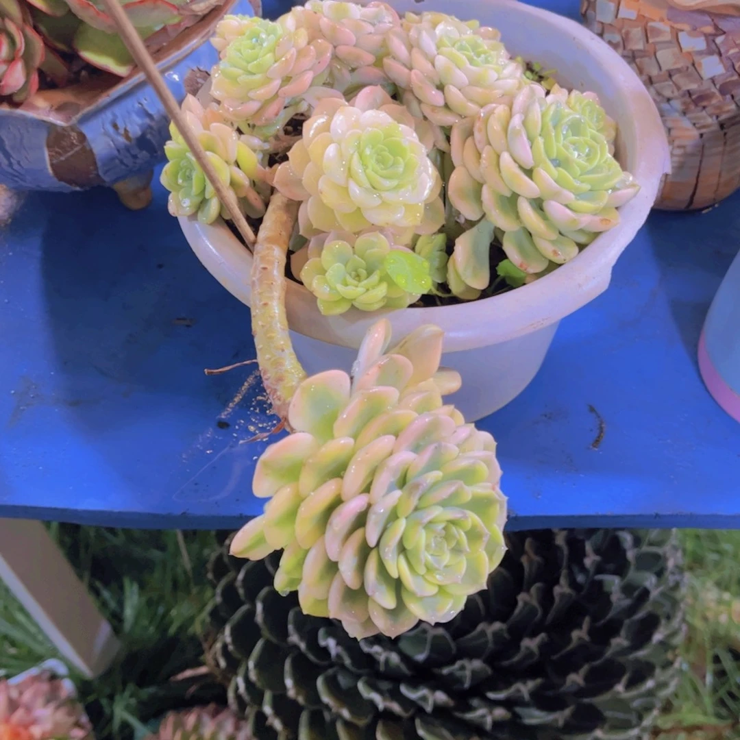 肉***露多肉植物保护研究所所长的诺言。