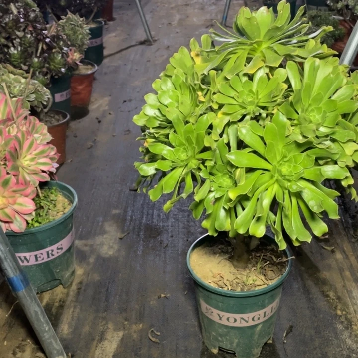 41原始绿法师多肉植物多肉