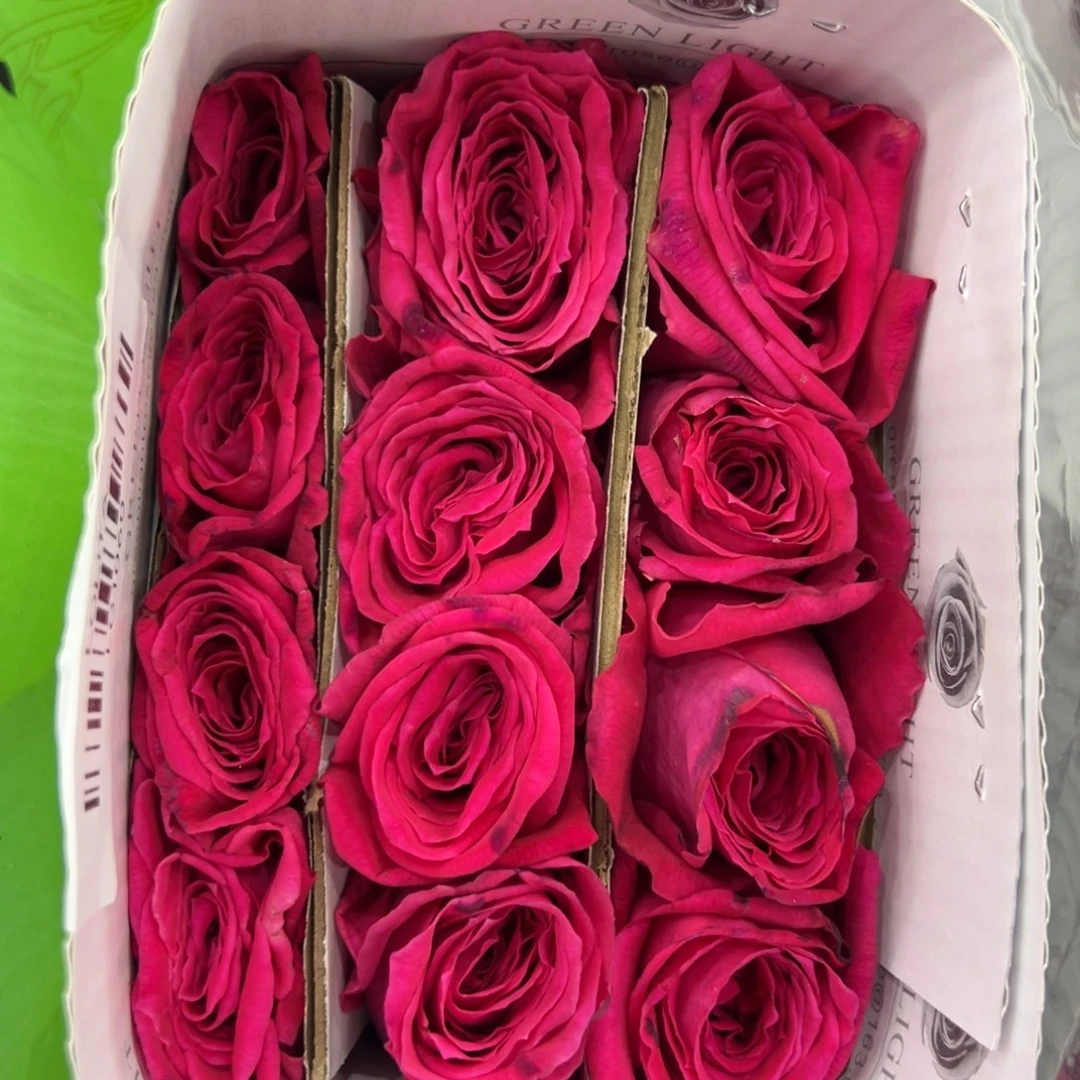 绿光 洛丽塔 12支装 任拍三单包邮