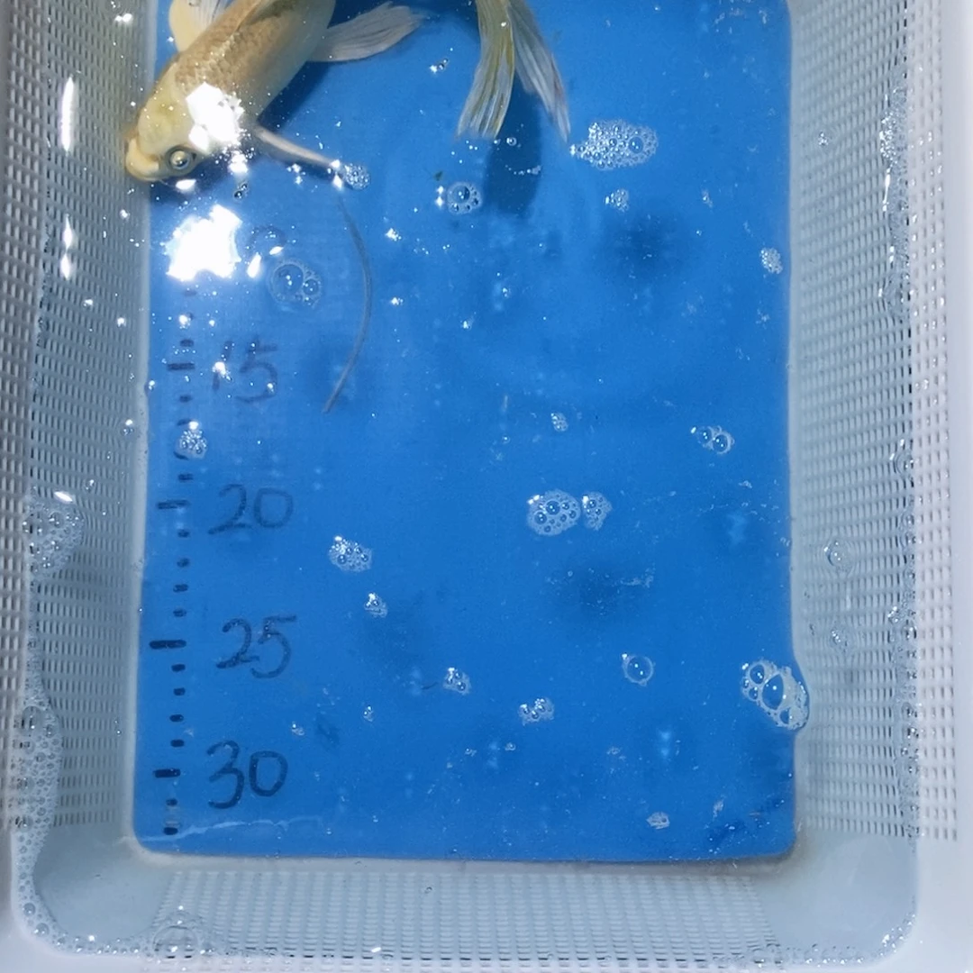 锦鲤锦鲤包邮包售后