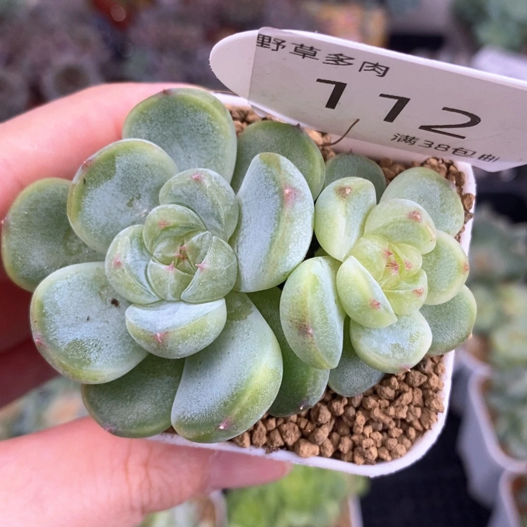 胖珍妮双头一颗福利112号