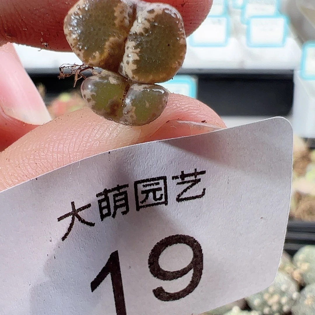 000019 一物一拍……