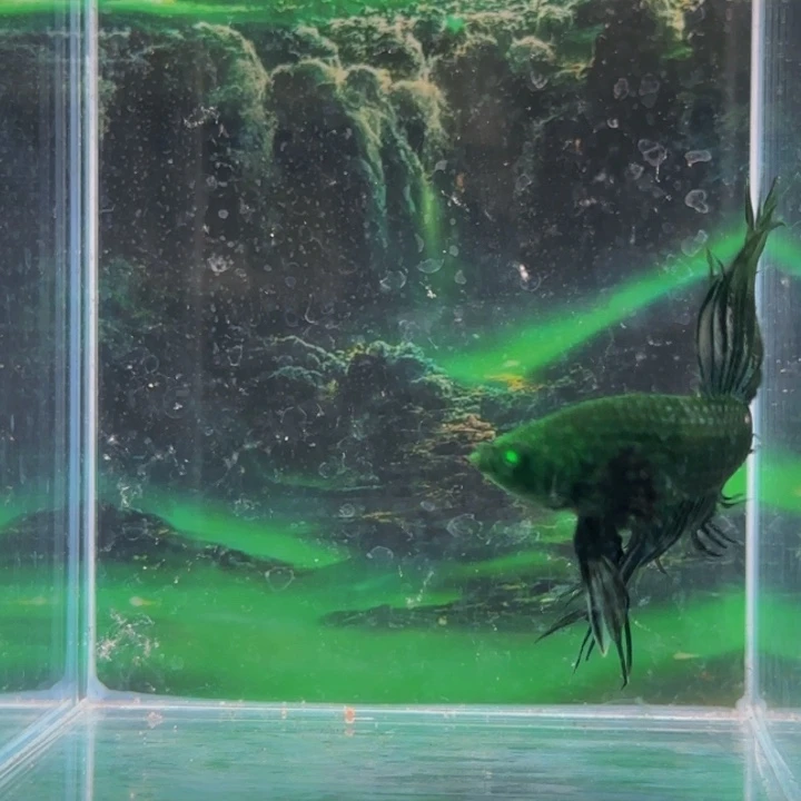 斗鱼我们一起努力奋斗下去就