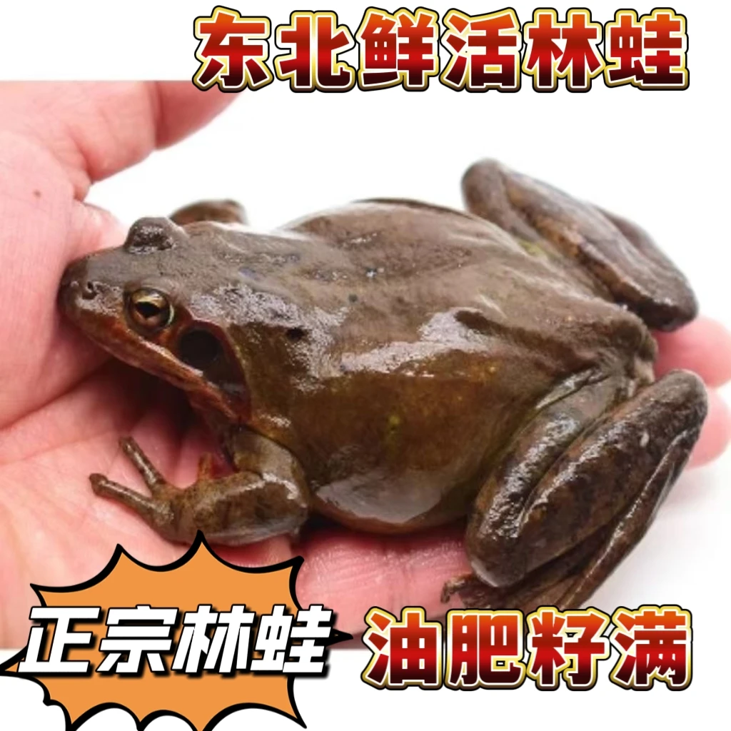 东北林蛙母豹子蛤蟆满籽满油活体发货顺丰包邮