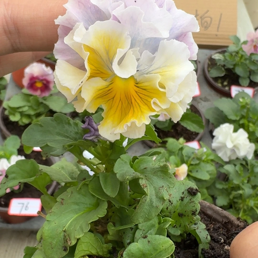 大部分花苞少量开放18