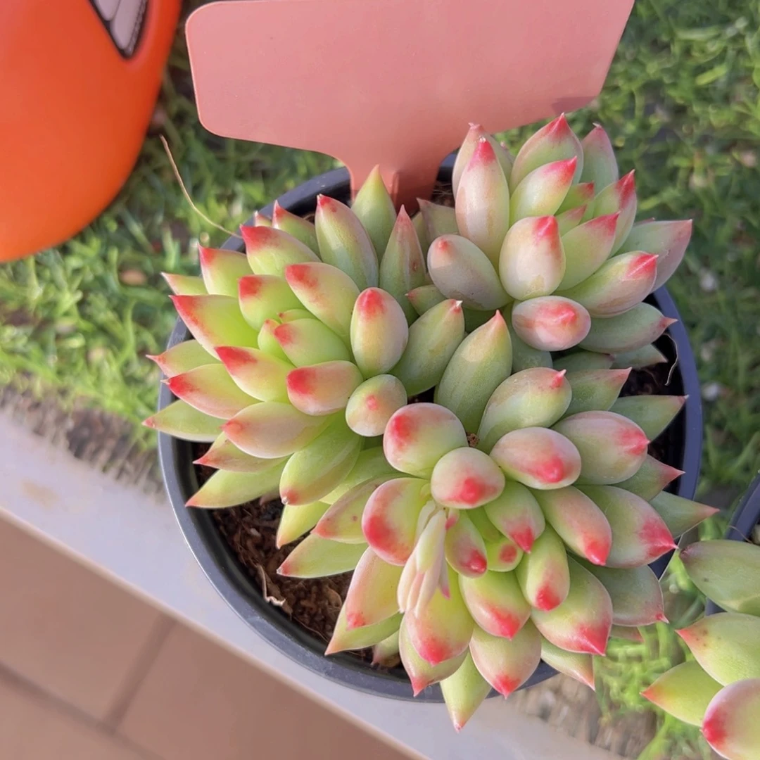 香玉的故事是一个人的故事