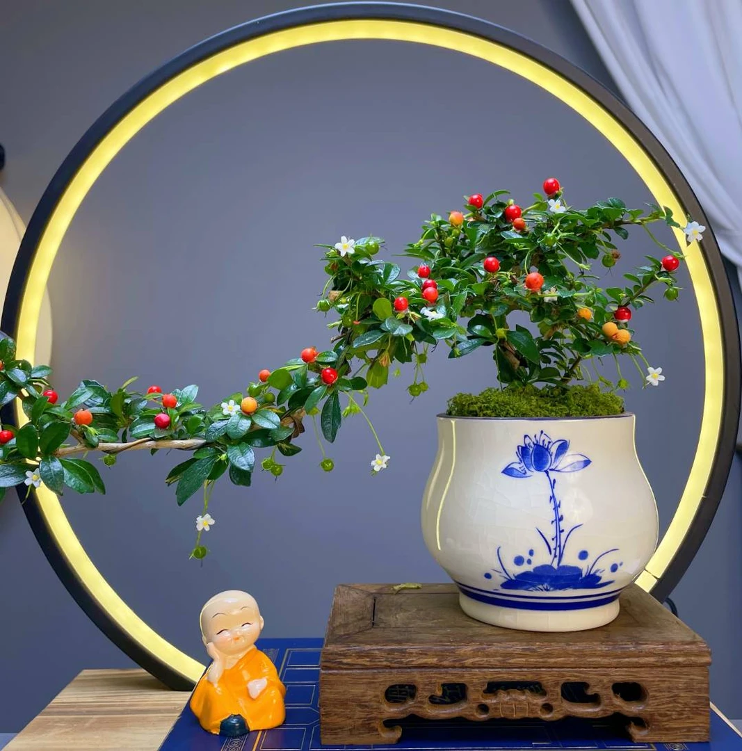 飘枝福建茶【带花果】中式青花瓷栽好室内茶桌办公桌面精品绿植好养