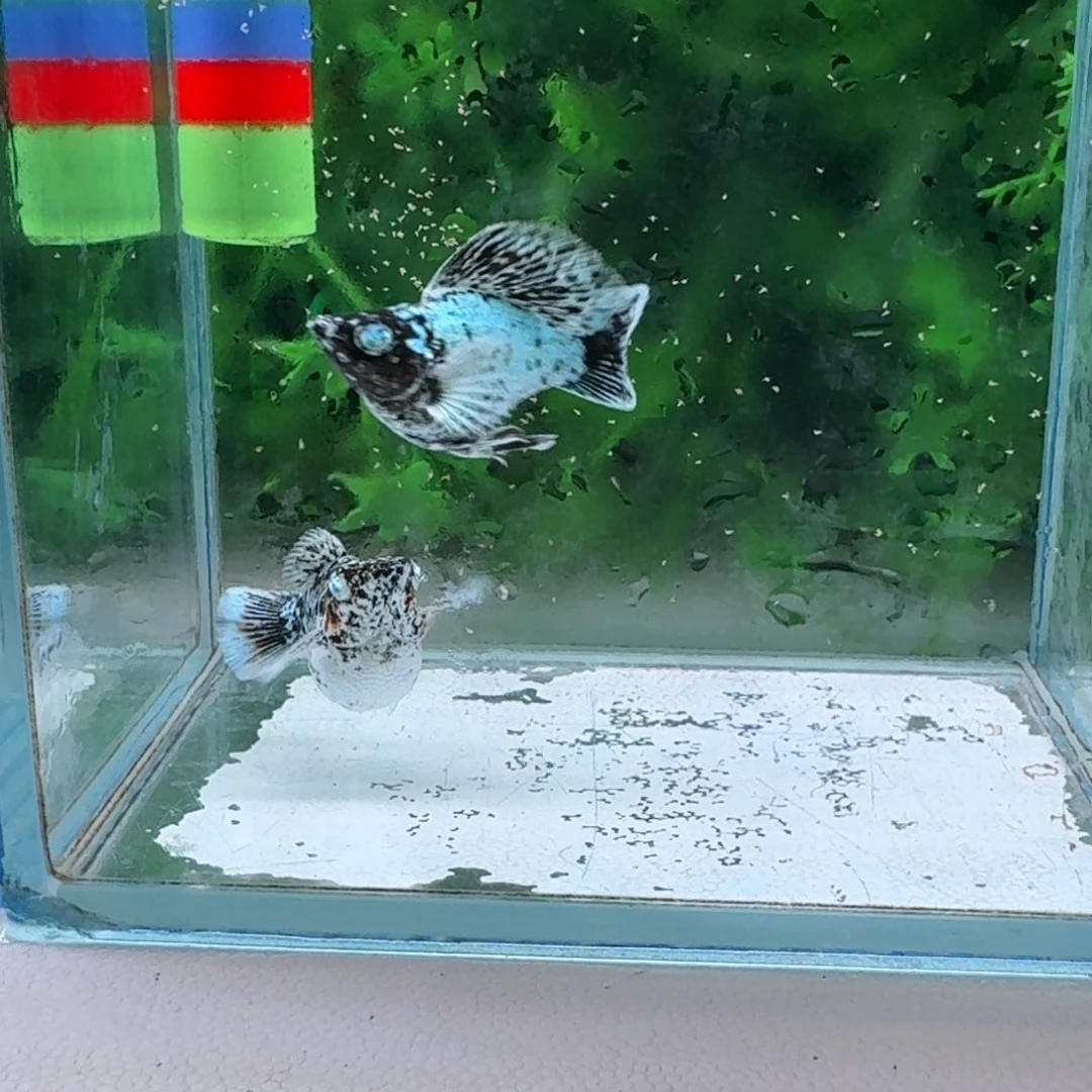 黑玛丽鱼209号玛丽2条