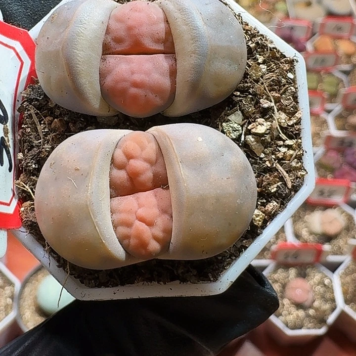 生石花233:：：。   7