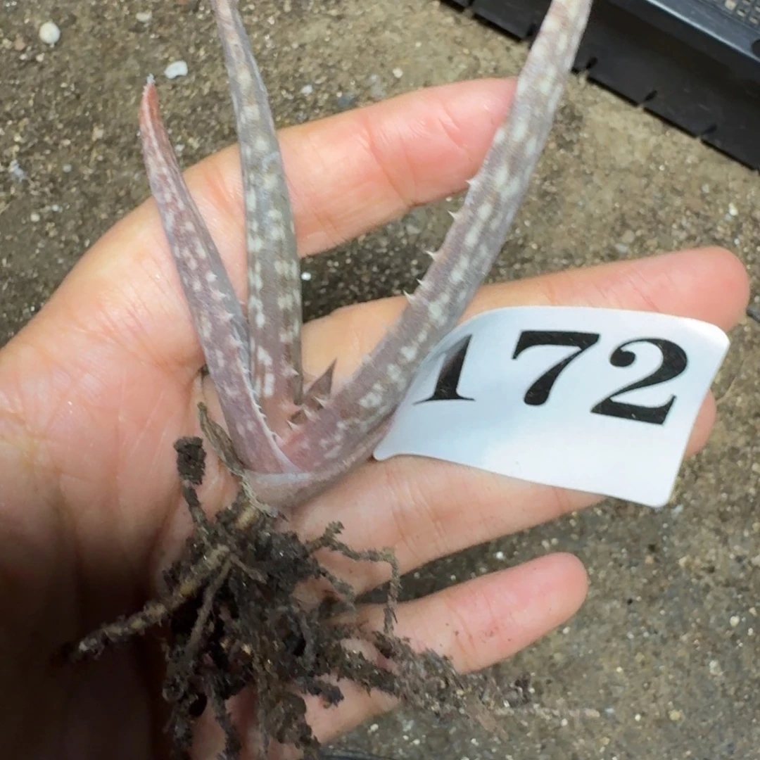 原生芦荟一物一拍多肉