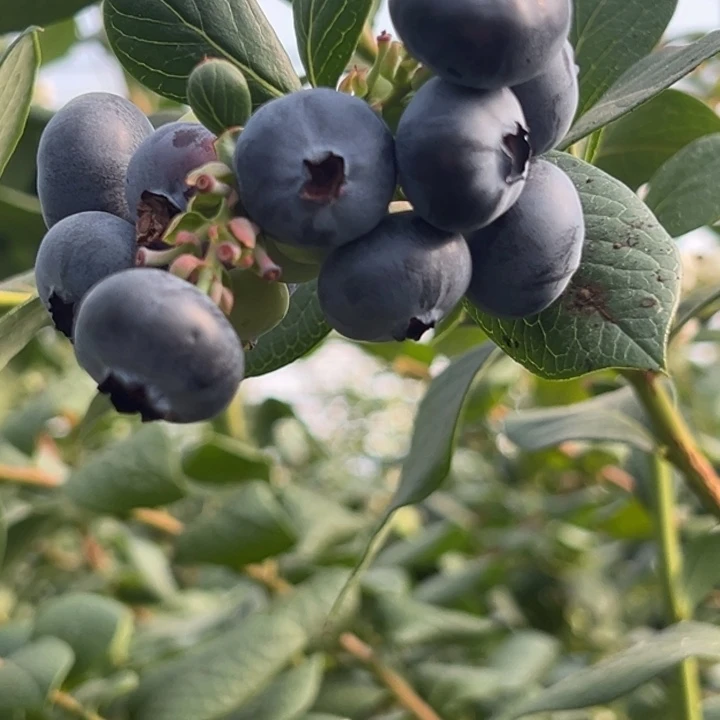 薄雾花香蓝莓 新鲜出炉