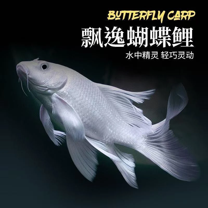 纯种蝴蝶鲤白普身锦鲤冷水观赏鱼好养耐活
