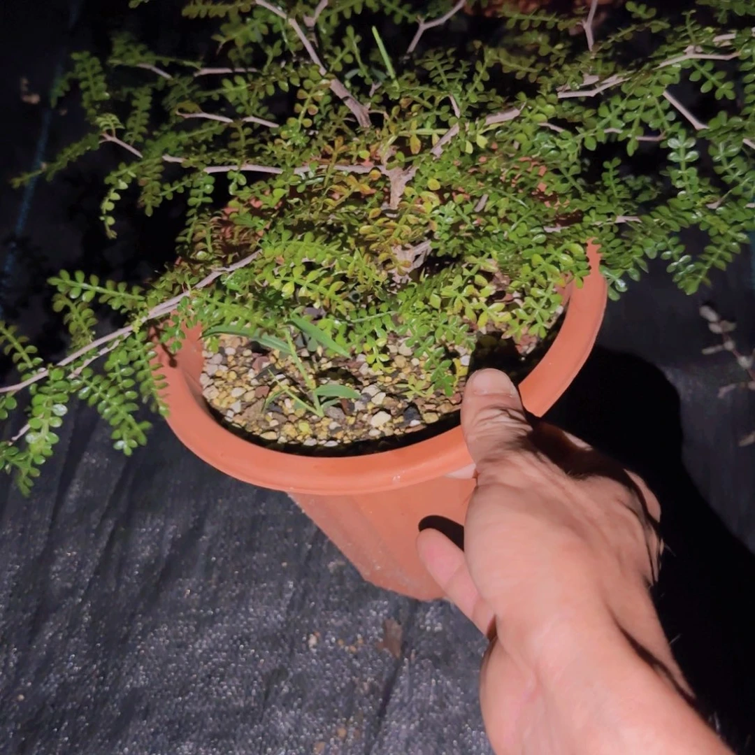 左***右块根植物块根植物