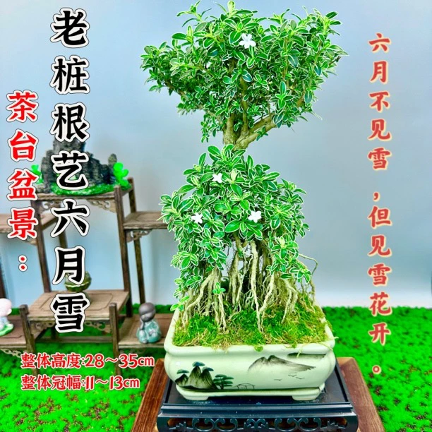 老桩金榜提名提根六月雪室内客厅茶室开花高度茶桌绿植盆栽高级感