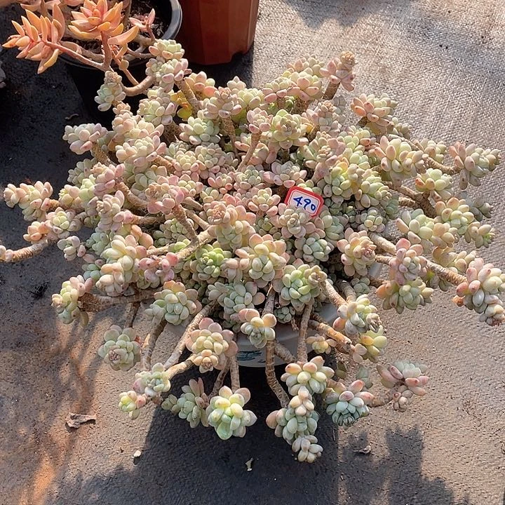 490劳尔 一物一拍多肉