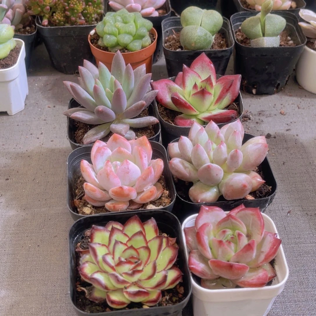 六六大顺带盆土多肉植物