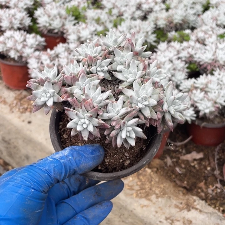 白菊15头左右多肉