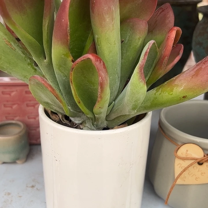 ***ぐ白色圆口盆➕火狐狸多肉植物