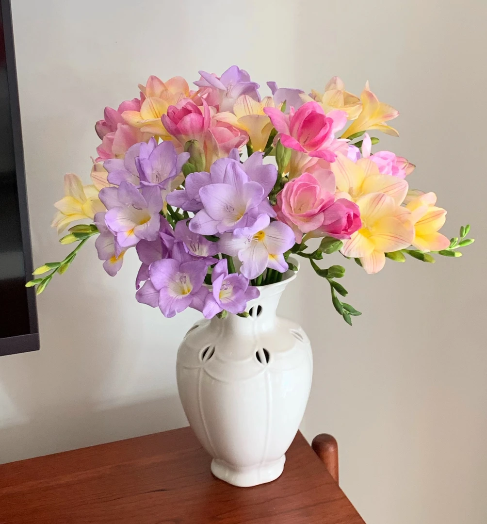 【香雪兰】小苍兰 带香味 花期长 收到需醒花 云南鲜花 【叁叁鲜花】