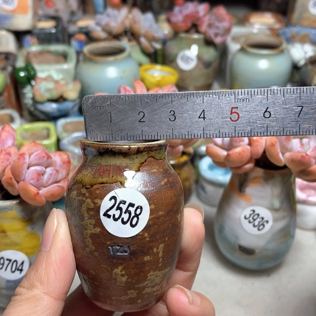 拍5送一个小礼物不含多肉