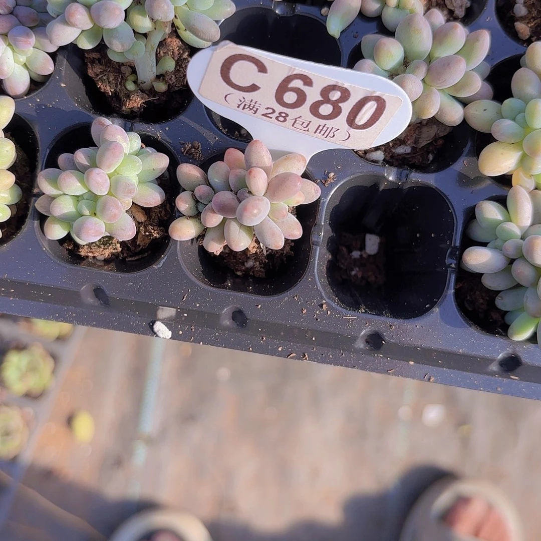 C680手指奶一物一拍