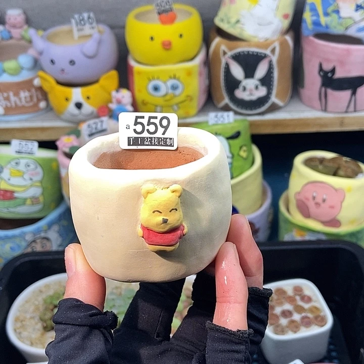 大舅生石花肉锥多肉559