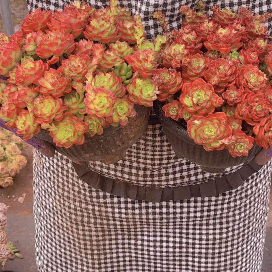 迪亚两颗一单包邮