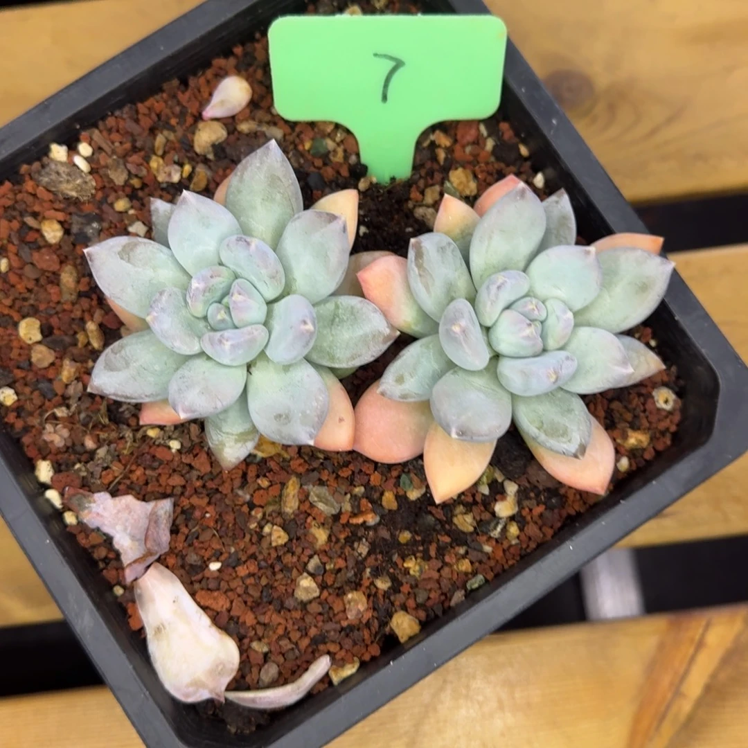 7 三色美人   一物一拍