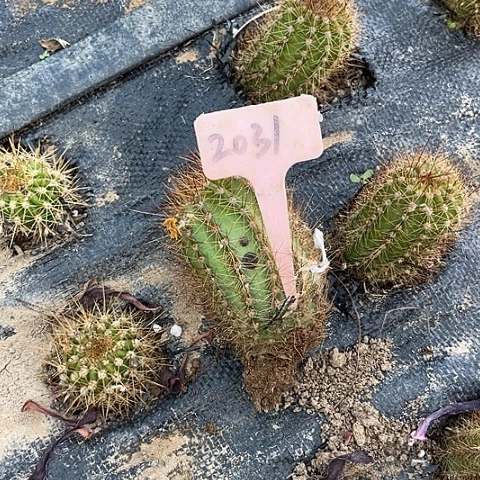 杜兰戈球丑随机发2031不包邮