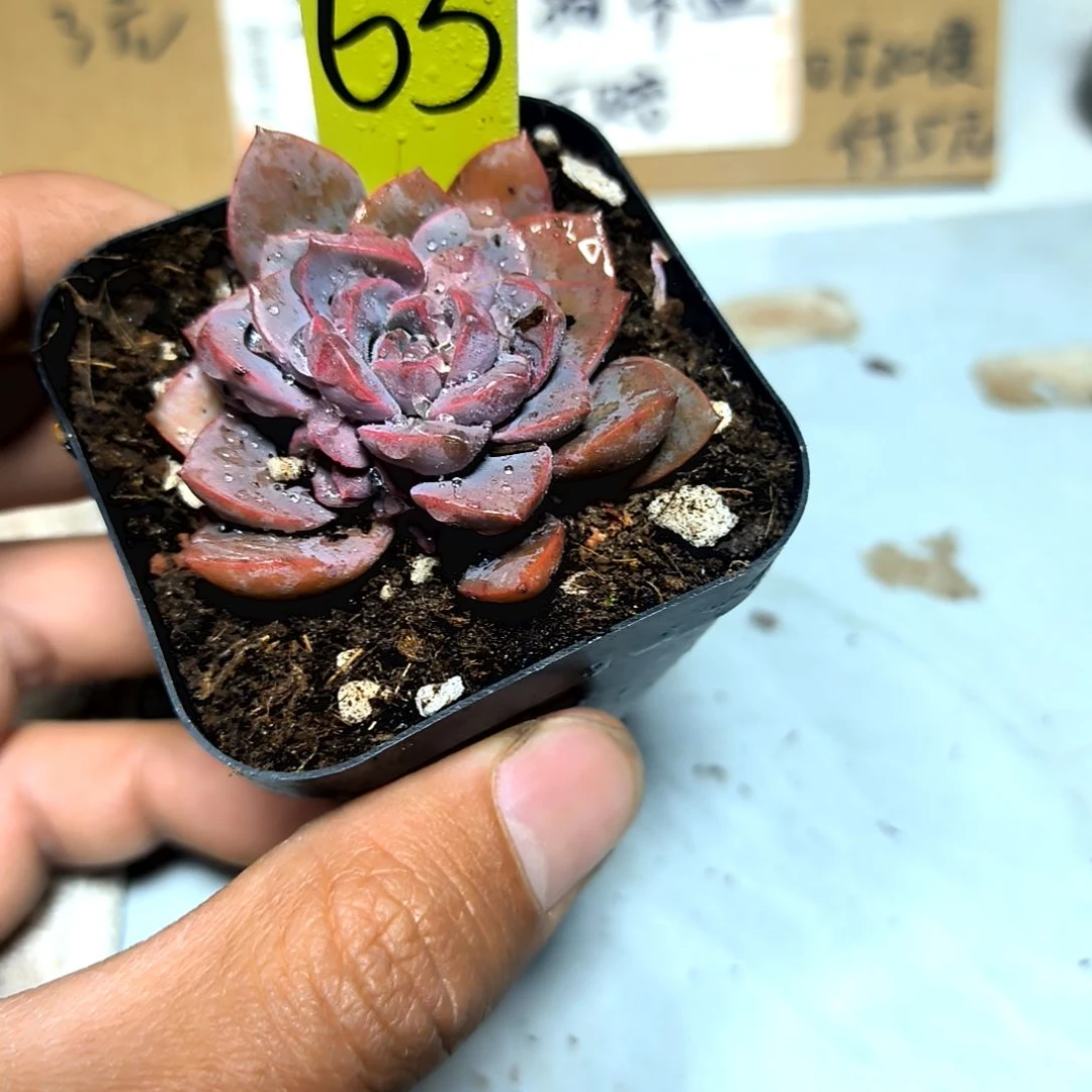 满6元包邮，#63紫卡方盆