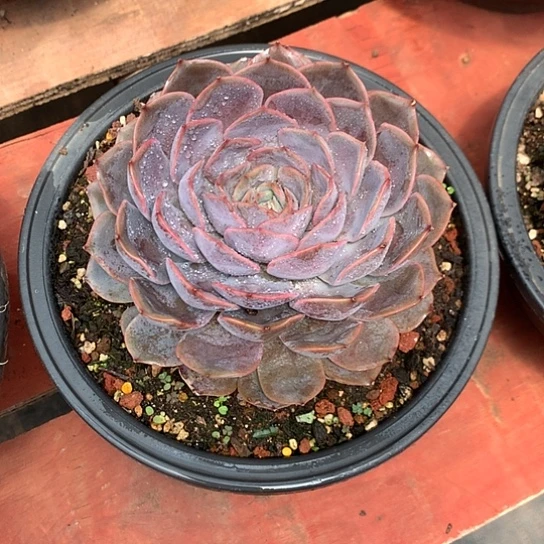 美肉特价活动开始啦