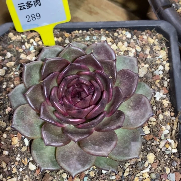 D289- 直播福利 水晶