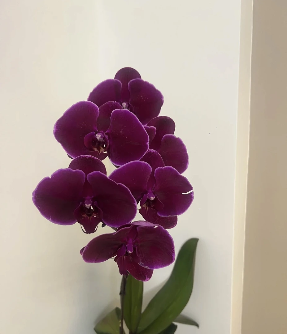 红天鹅蝴蝶兰3.5成熟苗不带花室内盆栽植物花期长基地直发