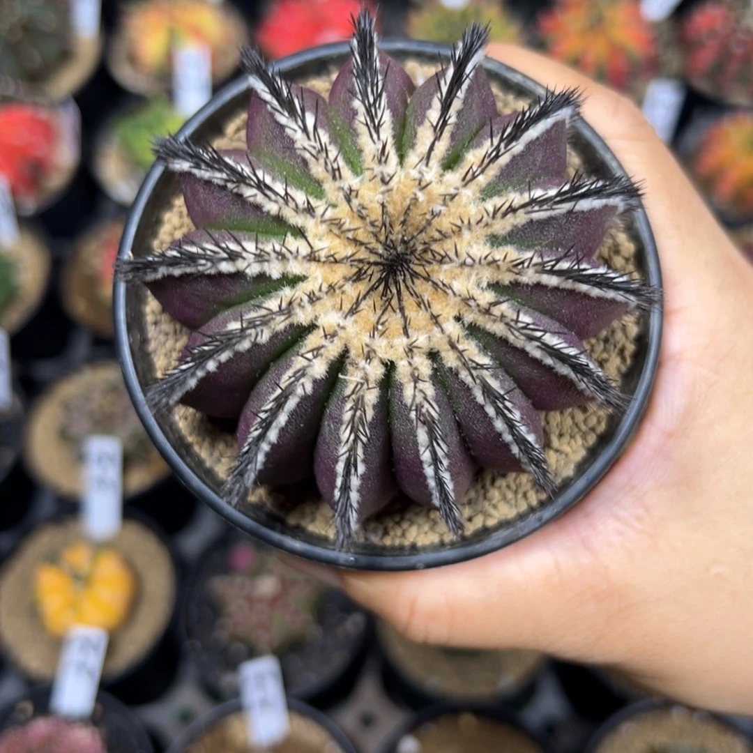 温*紫皮尤伯球1111