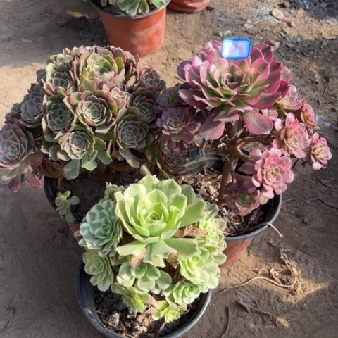 606多肉植物组合，