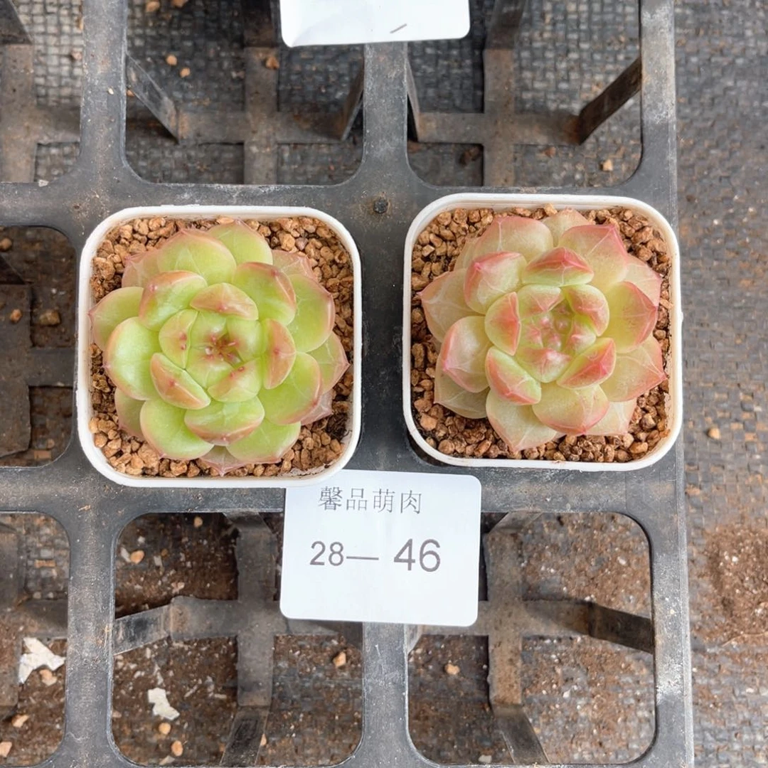 小白盆一物一拍18颗28-46
