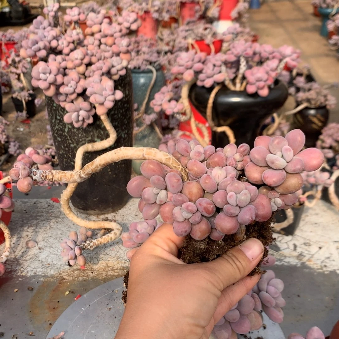 桃蛋老桩不带盆93号