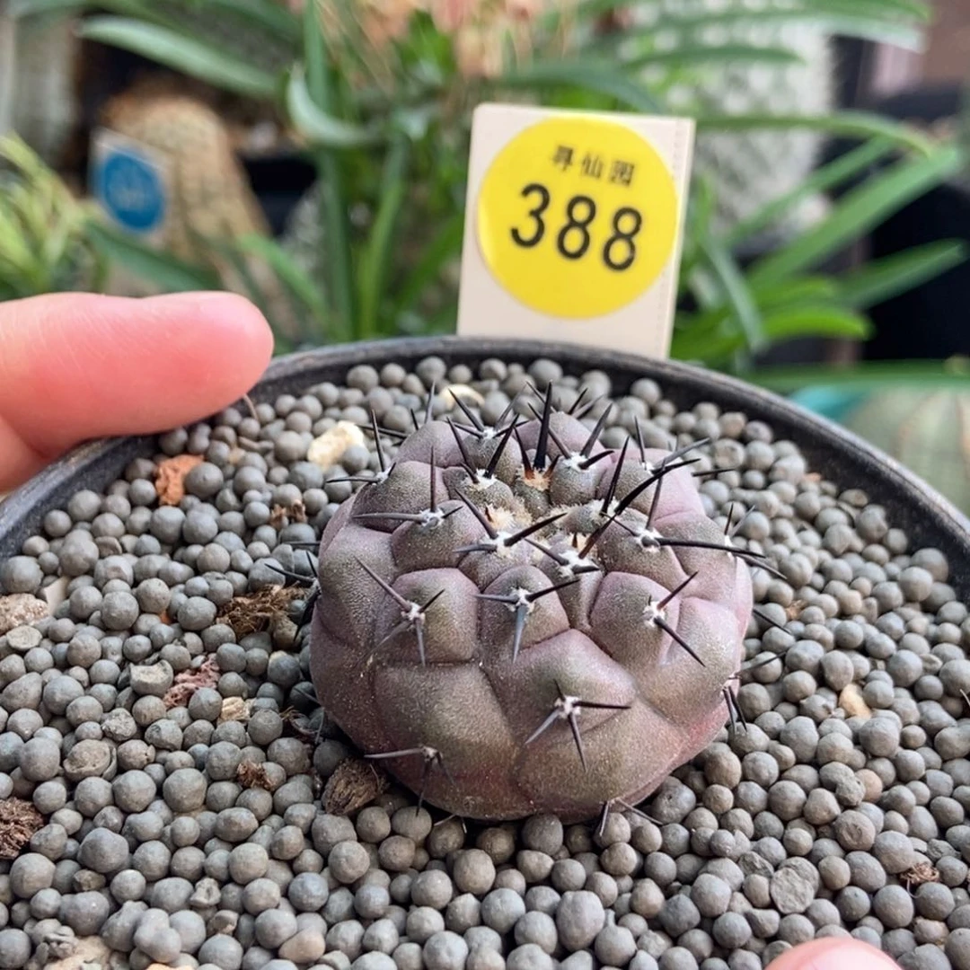 实生黑王丸3.4cm