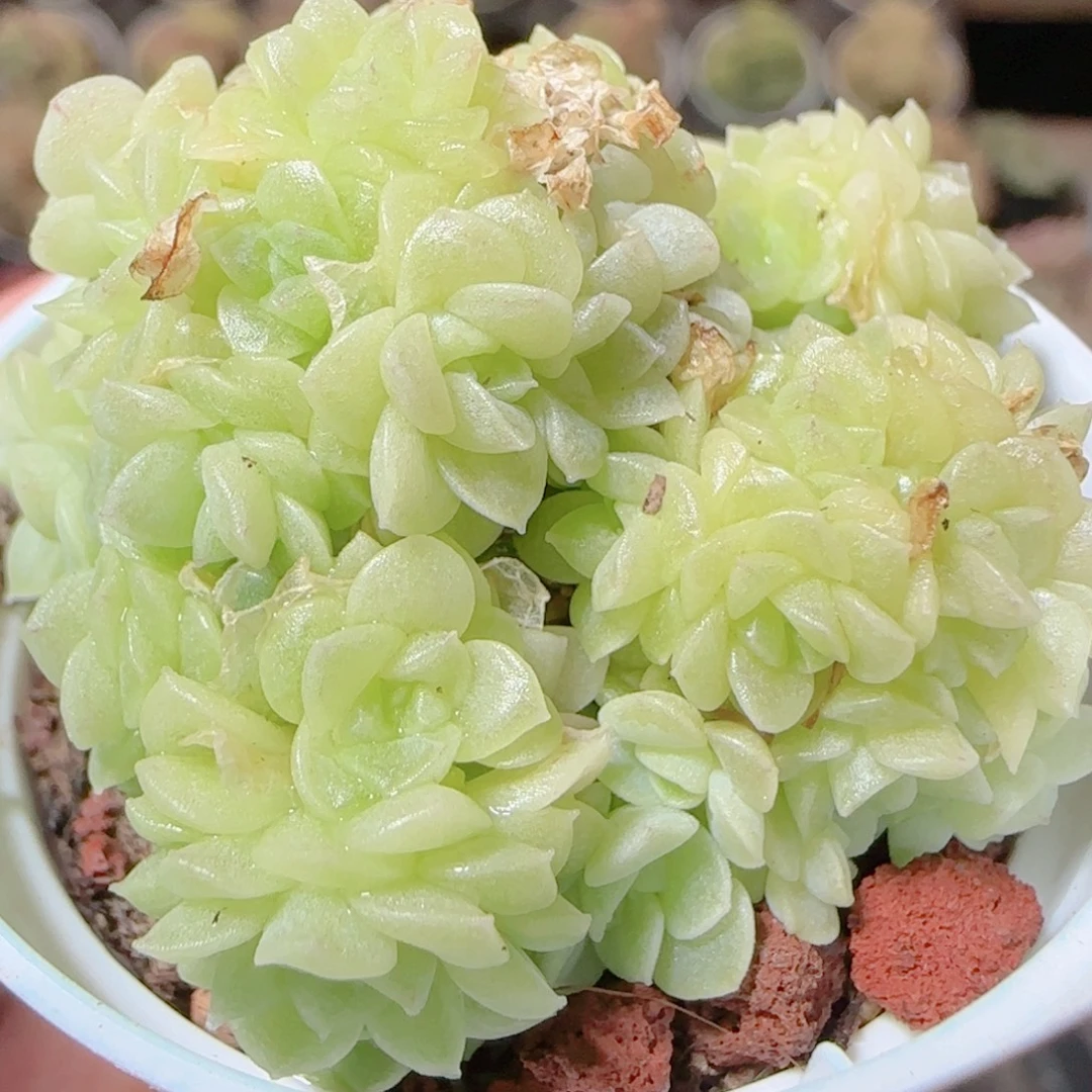 花语逸镜1117-233散