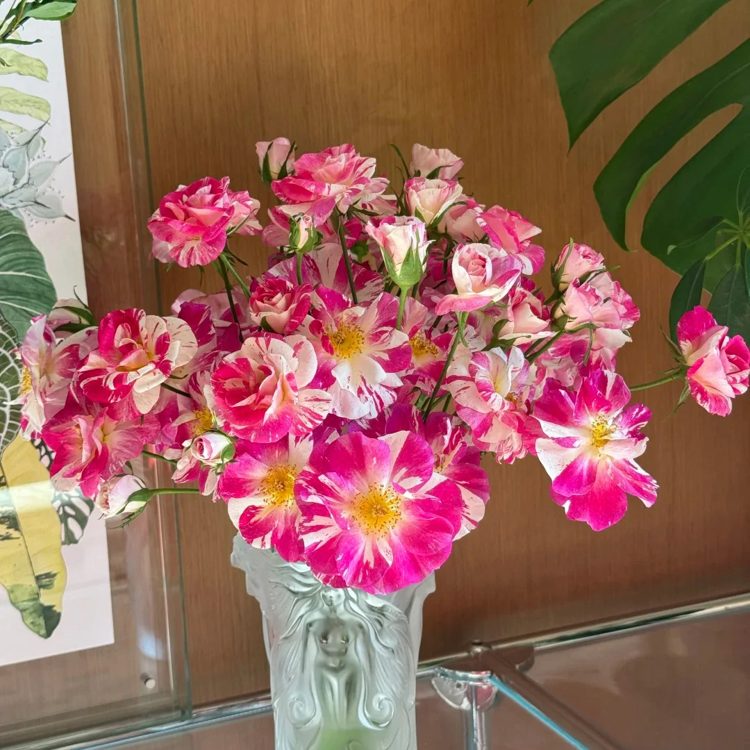 云花巷#【覆盆子冰糕】鲜花优选 顺丰直发