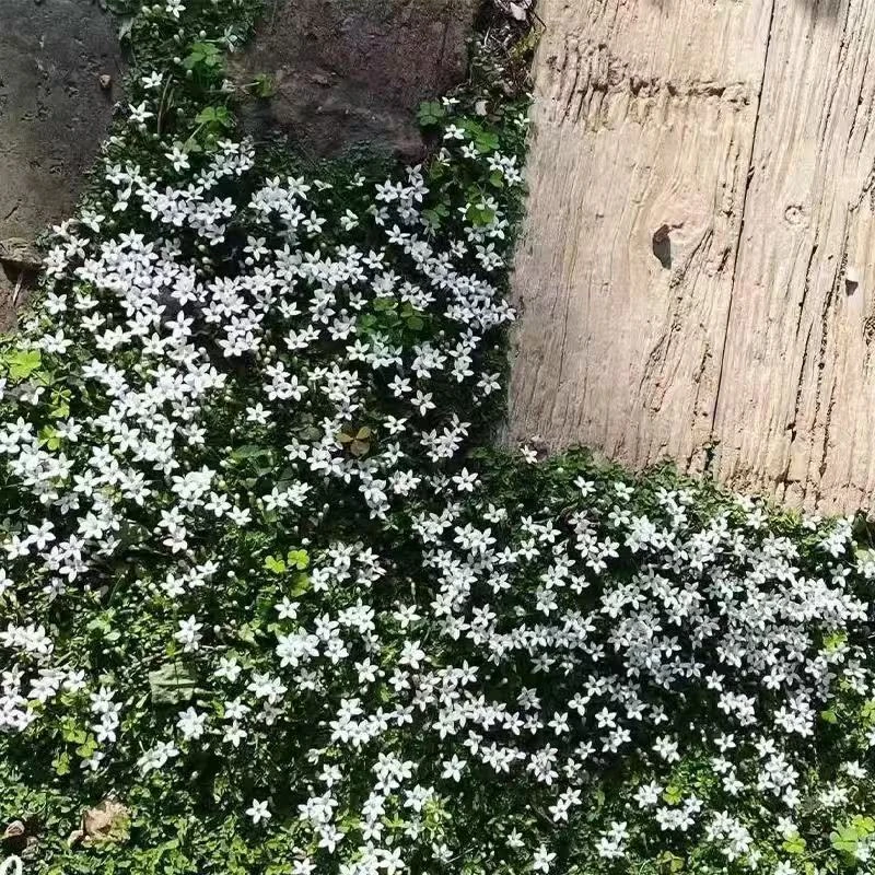 【新西兰半边莲】庭院绿化花园植物室外四季开花草坪耐热耐寒