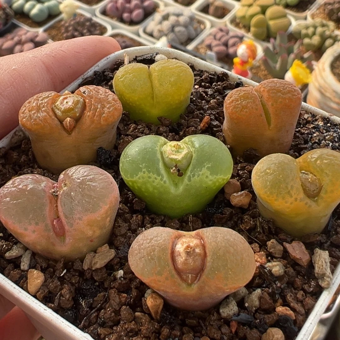 075多肉植物种类多样