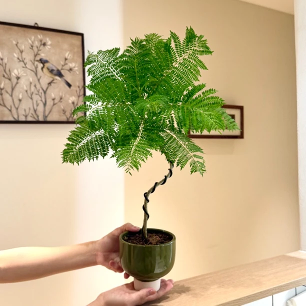 禅意造型蓝花楹盆栽盆景室内办公室桌面阳台绿色观叶趣味花卉绿植