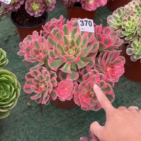 莲***370粉女巫手捧多肉