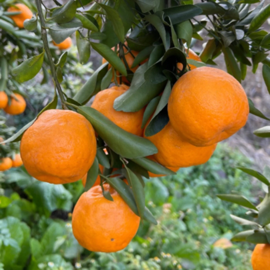 贵州毕节大河口椪柑大果纯甜无酸多汁坏果包赔基地直发5斤