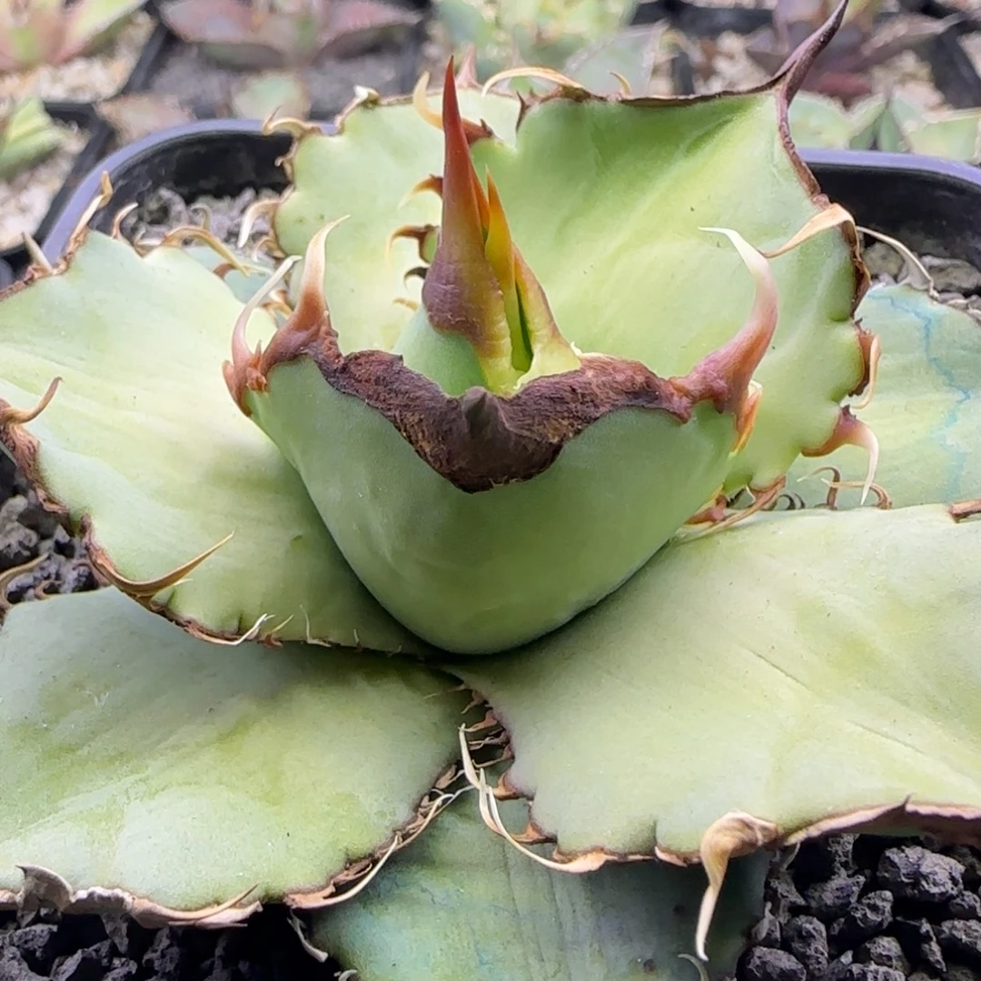 实生6号啦啦啦啦啦啦